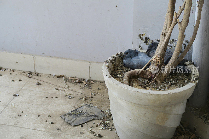 野鸽子在印度阳台上筑巢，鸽子在花盆里筑巢，露台瓷砖和墙壁上有肮脏的鸟粪，两周大的乳鸽/鸽子宝宝的巢，准备飞离巢，等待父母的喂养